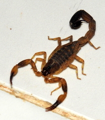 Lychas mucronatus