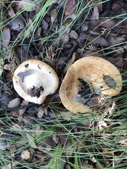 Lactarius zonarius