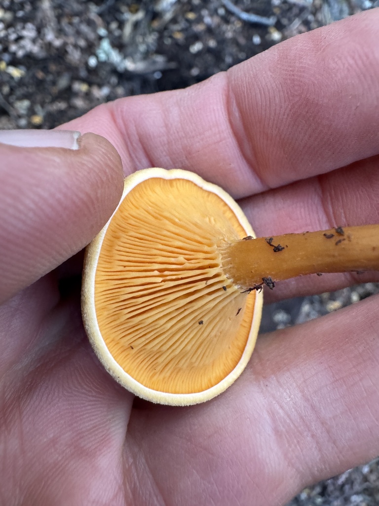 Hygrophoropsis coacta · May 2025 · photo: © iandickie (iNaturalist, cc-by)
