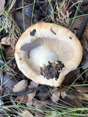 Lactarius zonarius