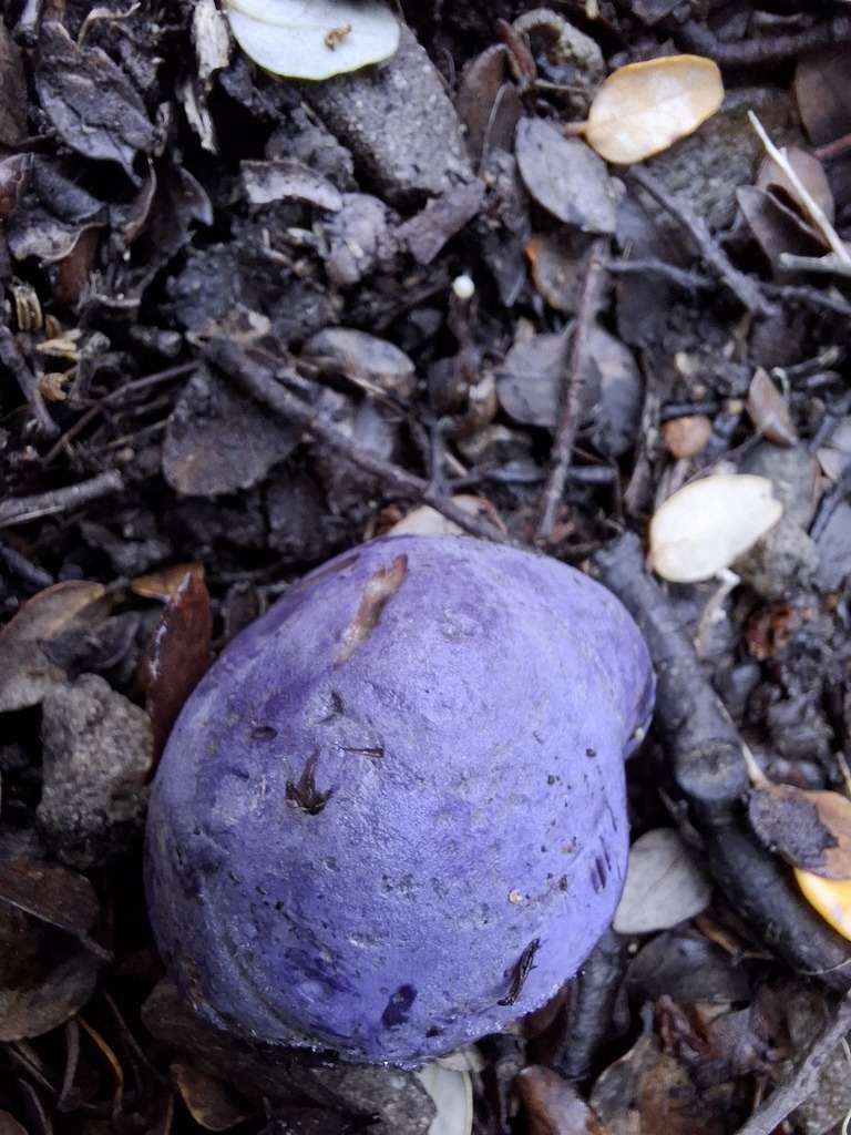 Gallacea scleroderma · May 2025 · photo: © armillariabianca (iNaturalist, cc0)