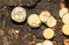 Crucibulum cyathiforme