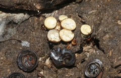 Crucibulum cyathiforme