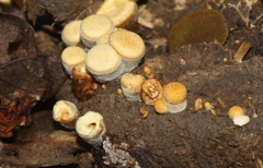 Crucibulum cyathiforme