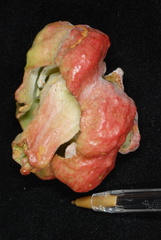 Exobasidium ferrugineae