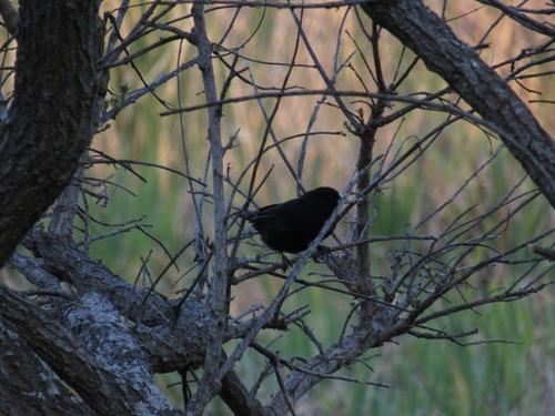 Solitary Cacique (Cacicus solitarius), photo 9