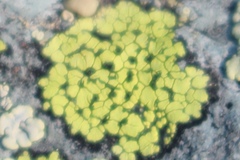 Rhizocarpon geographicum