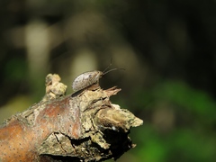 Drepanepteryx algida