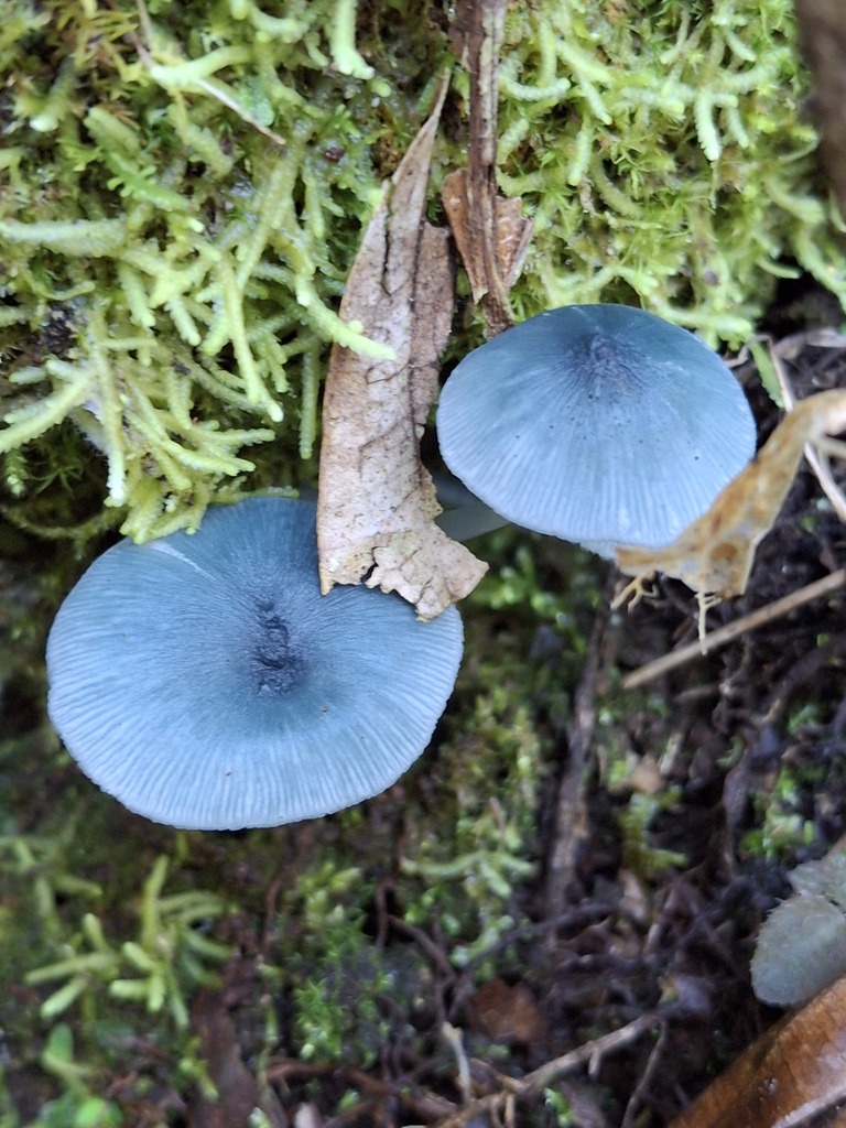 Clitocybula azurea · April 2025 · photo: © ruthgo (iNaturalist, cc0)