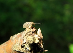 Drepanepteryx algida