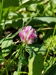 Trifolium parryi