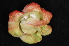 Exobasidium ferrugineae