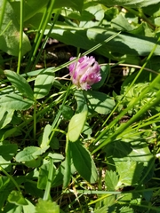 Trifolium parryi