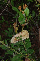 Exobasidium ferrugineae