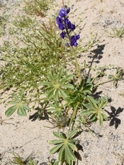 Lupinus odoratus