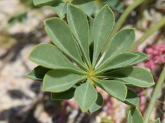 Lupinus odoratus