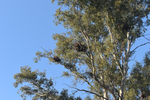 Monk Parakeet, photo 7 of 7