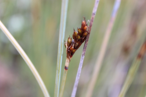 Image of Lepidosperma australe by (c) Joe Dillon, some rights reserved (CC BY)