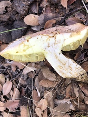 Butyriboletus pulchriceps