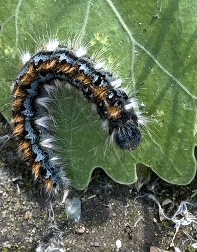 Pacific Tent Caterpillar photo 5