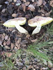 Butyriboletus pulchriceps