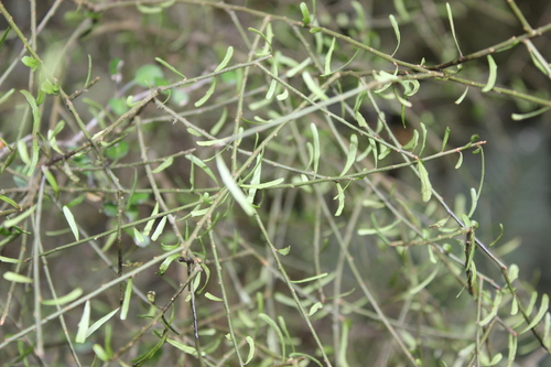Pittosporum turneri, photograph 6