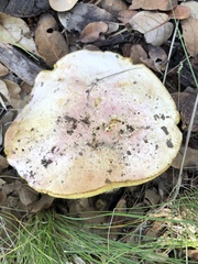 Butyriboletus pulchriceps