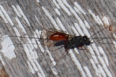 Aulacidae