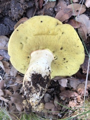 Butyriboletus pulchriceps