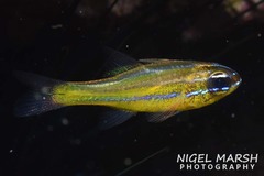 Ostorhinchus apogonoides