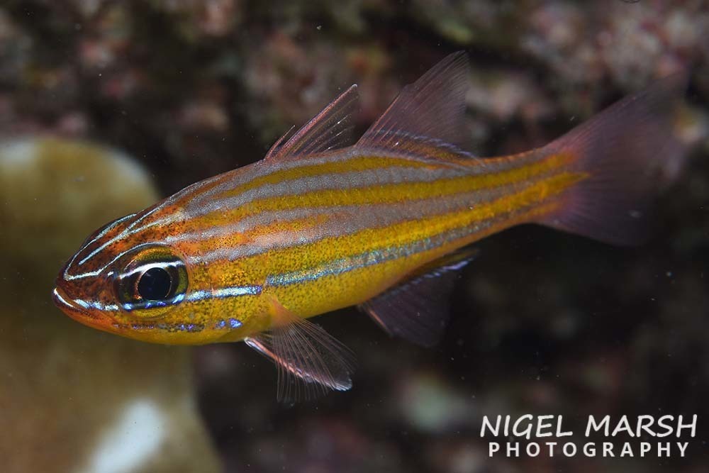 Coral Cardinalfish