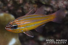 Ostorhinchus properuptus