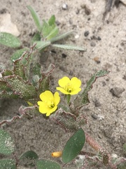 Camissoniopsis micrantha