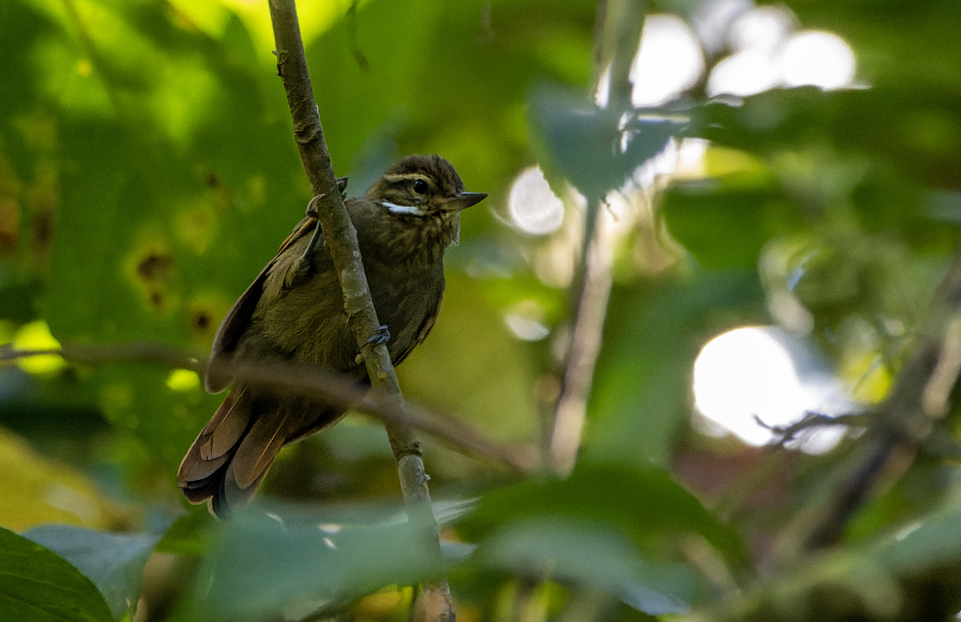 Amazonian Plain Xenops (Xenops genibarbis), photo 2