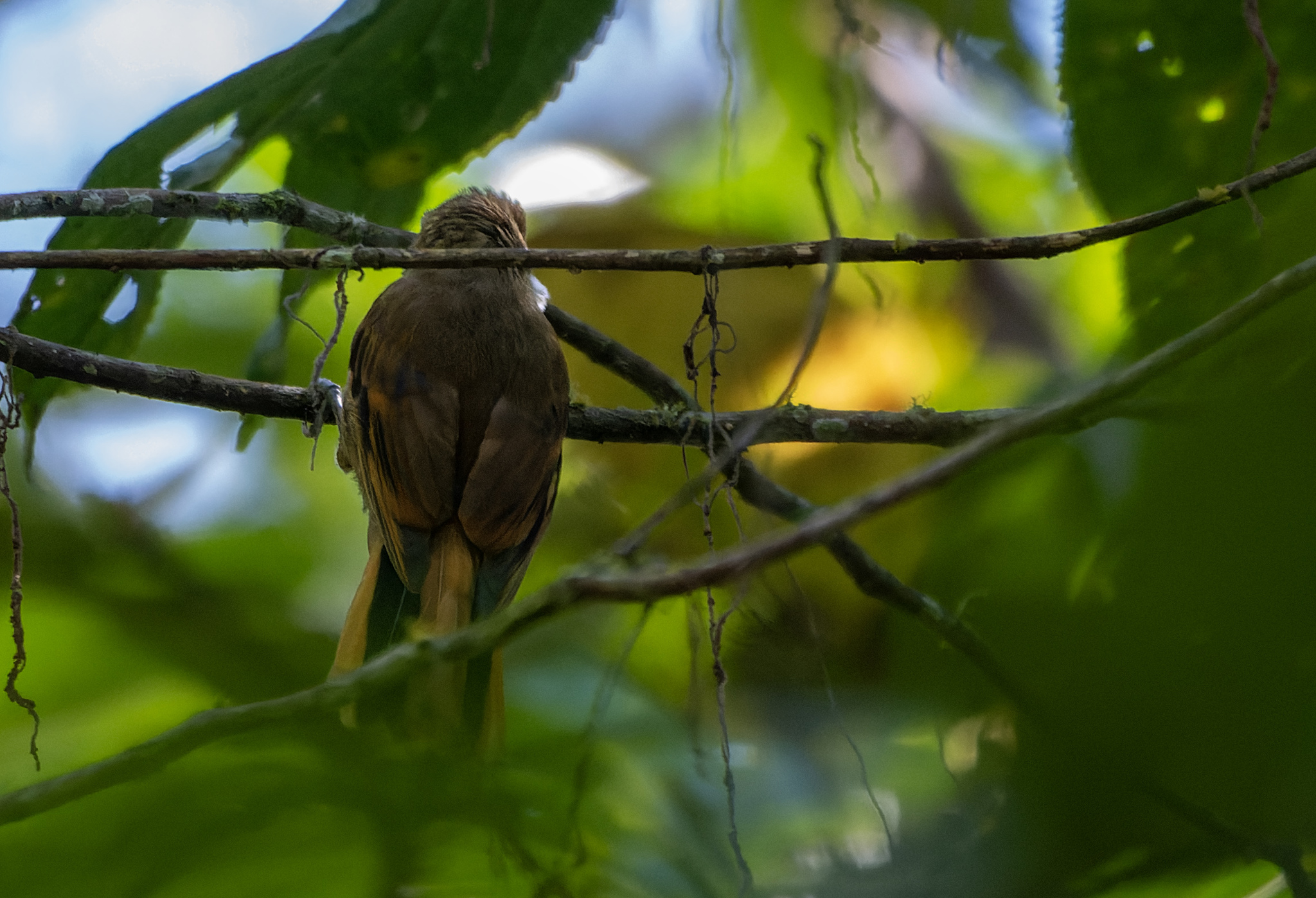Amazonian Plain Xenops (Xenops genibarbis), photo 3