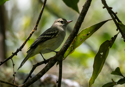 Lesser Elaenia (Elaenia chiriquensis)