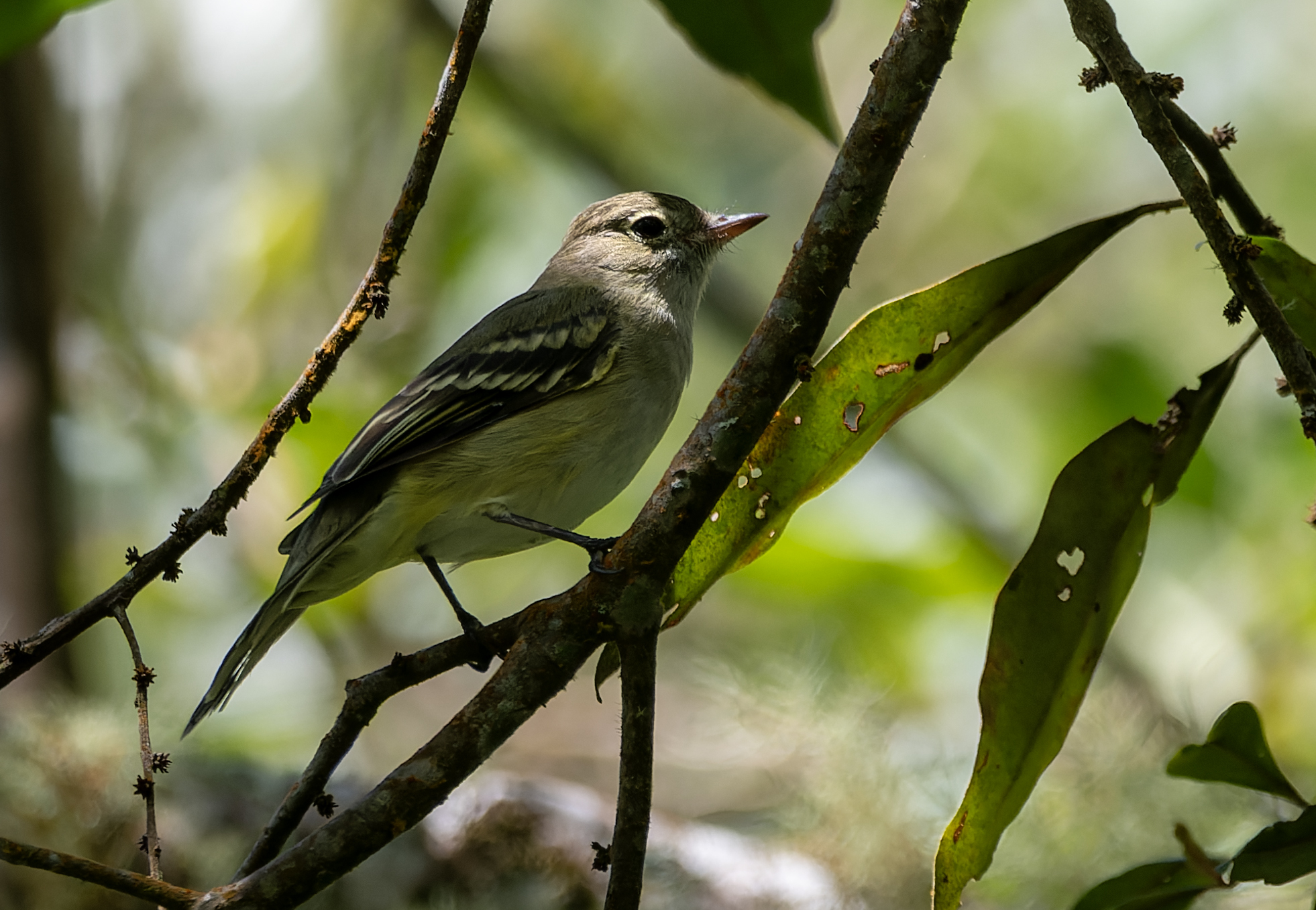 Lesser Elaenia (Elaenia chiriquensis), photo 1