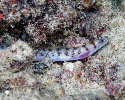 Slendertail moray (Gymnothorax gracilicauda) — Muraenidae