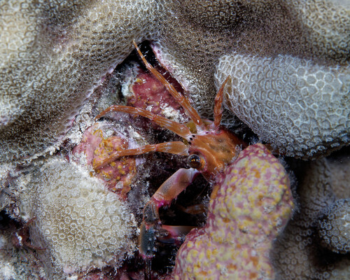 Thalamitoides quadridens observed 2025-05-01