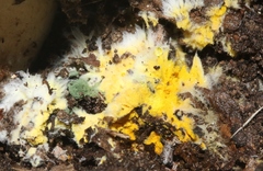 Butyriboletus pulchriceps