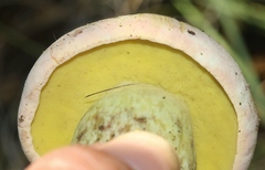 Butyriboletus pulchriceps