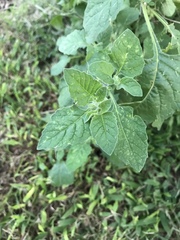 Solanum sarrachoides