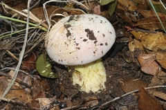 Butyriboletus pulchriceps