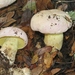 Butyriboletus pulchriceps - Photo (c) James Bailey, some rights reserved (CC BY-NC), uploaded by James Bailey
