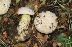 Butyriboletus pulchriceps