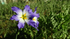 Leucocoryne coquimbensis