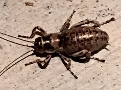 Cyphoderris