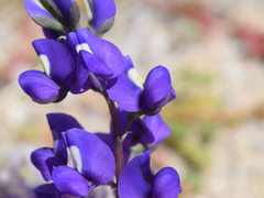 Lupinus odoratus
