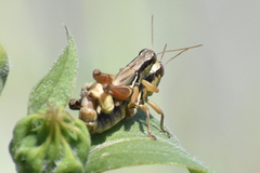 Melanoplus marginatus