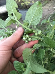 Solanum sarrachoides